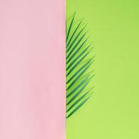 Green tropical palm leaf on pink and green background. Minimal summer exotic concept with copy space. Creative flat lay. photo