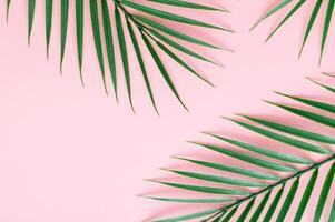 Green tropical palm leaves on light pink background. Minimal summer concept. Creative flat lay. photo