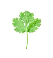 Top view of fresh green coriander or Chinese parsley leaf is isolated on white background with clipping path. photo