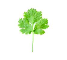 Top view of fresh green coriander or parsley leaf isolated on white background with clipping path photo