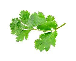 Top view of fresh green coriander or Chinese parsley leaf isolated on white background with clipping path photo