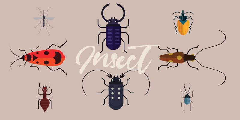 Set of insects isolated on brown background. Insects, ants and mosquitoes. Another small forest animal