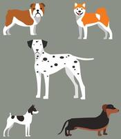 Vector set of dogs of various breeds. Dachshund, corgi, jack russell, labrador, shepherd. Cute dogs from various countries.