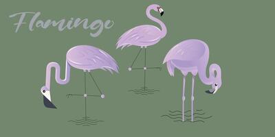 Vector illustration of purple flamingo relaxing, drinking and resting. isolated on green background.