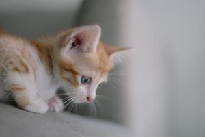 A kitten is looking at the camera with its eyes wide open photo