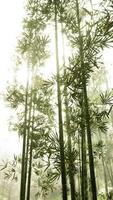 Towering Bamboo Trees in Dense Forest, vertical video