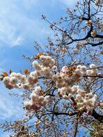 Closeup Japanese cherry blossoms in full bloom with blue sky in spring season japan photo