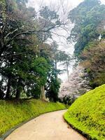 Japanese cherry blossoms variation in full bloom walkway in the garden rainy day spring season Japan photo