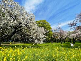 japonés Cereza flores en lleno floración en un Fresco verde césped en primavera temporada horizontal foto