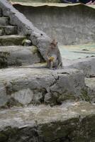 photo of monkey eating on the steps