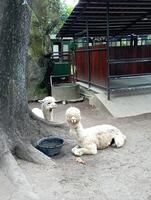 photo of llama animals at the zoo