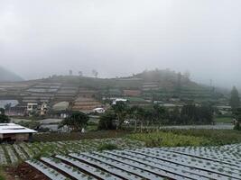 photo of a view of the plantation on the hill