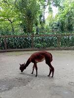 photo of brown llama at the zoo