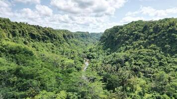 Beautiful photo of dense forest from above