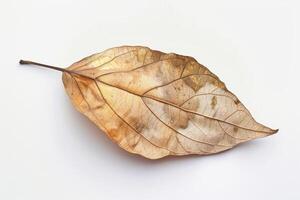 AI generated Fragile Dry Leaf Isolated on White Background photo