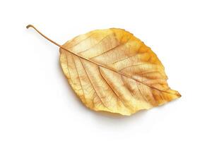 AI generated Brown Dry Leaf Isolated on White Background photo