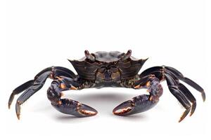 AI generated Sea Crab Isolated on White Background photo