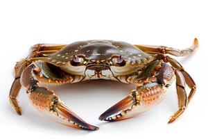 AI generated Ocean Crab Isolated on White Background photo