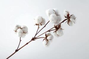 AI generated Fluffy Cotton Flower Isolated on White Background photo