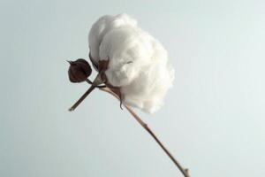 ai generado blanco algodón flor aislado en blanco antecedentes foto