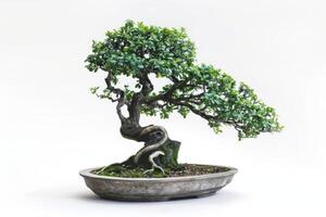 AI generated Traditional Bonsai Tree Isolated on White Background photo