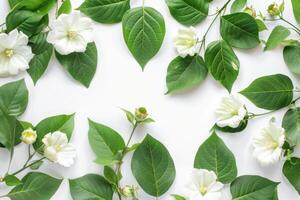 AI generated Elegant Morning Glory Bloom and Leaves Isolated on White Background photo