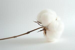 AI generated Soft Cotton Flower Isolated on White Background photo