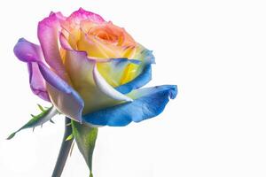 AI generated Multicolor Rose Isolated on White Background photo