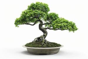 AI generated Bonsai Tree Isolated on White Background photo