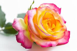 AI generated Vibrant Rose Isolated on White Background photo