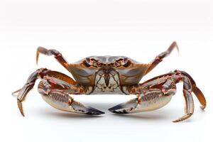 AI generated Crab Isolated on White Background photo