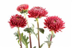 AI generated Fresh Chrysanthemum Buds Isolated on White Background photo