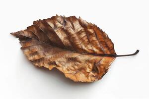 AI generated Autumn Dry Leaf Isolated on White Background photo