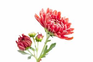 AI generated Beautiful Chrysanthemum Buds Isolated on White Background photo