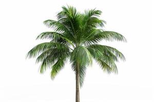 ai generado tropical palma árbol aislado en blanco antecedentes foto