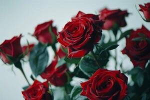 AI generated Close-Up of Red Roses Isolated on White Background photo
