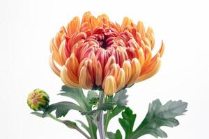 AI generated Blooming Chrysanthemum Buds Isolated on White Background photo
