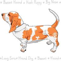 vector dog Basset Hound breed