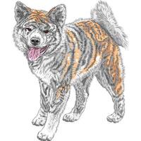 vector sketch dog Akita Inu Japanese breed smiles