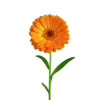 AI generated Calendula isolated on transparent background png