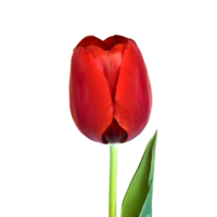 ai gerado vermelho tulipa fechar acima isolado em transparente fundo png