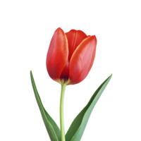 AI generated Red tulip close up isolated on transparent background png