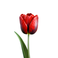 ai gerado vermelho tulipa fechar acima isolado em transparente fundo png