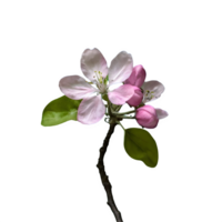 AI generated Spring flowers apple tree in bloom isolated on transparent background png