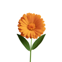 AI generated Calendula isolated on transparent background png