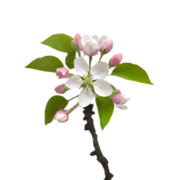 AI generated Spring flowers apple tree in bloom isolated on transparent background png