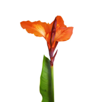 AI generated Canna lily flower isolated on transparent background png