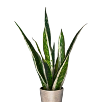 AI generated Snake plant sansevieria trifasciata png isolated on transparent background