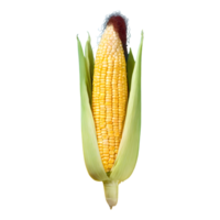 AI generated Fresh raw corn isolated on transparent background png