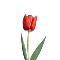 AI generated Red tulip close up isolated on transparent background png